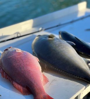 Caribbean Queen Snapper